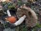 Vörös érdestinóru (Leccinum albostipitatum), Budai-hegység